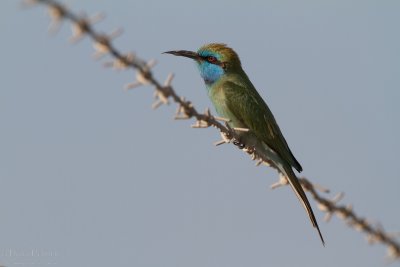 Little green beeeater TP_09923 - Version 2.jpg