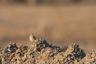 Long billed pipit TP_09891 - Version 2.jpg