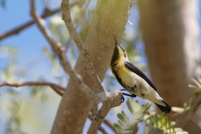 Purple sunbird TP_09997 - Version 2.jpg