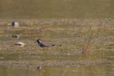 Red wattled lapwing TP_09936 - Version 2.jpg