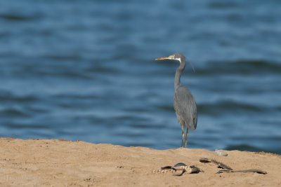 Reef egret TP_09907 (1).jpg