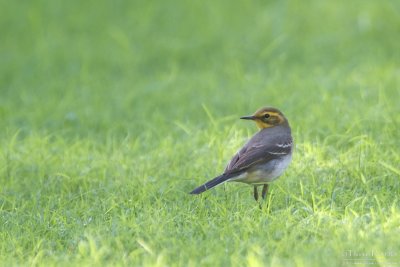 Citrine wagtail TP_10147 - Version 2.jpg