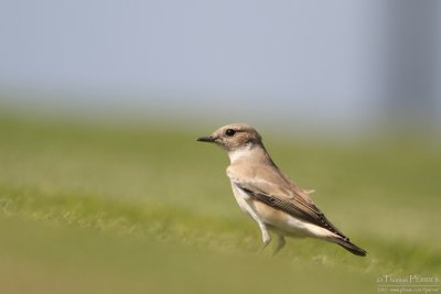 Desert wheatear TP_10113 - Version 3.jpg