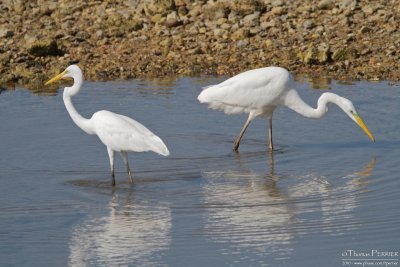 Great egret TP_10228 - Version 2.jpg