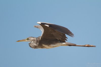Grey heron TP_10103 - Version 2.jpg