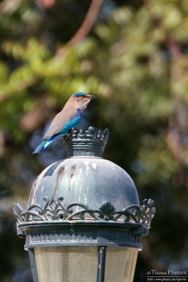 Indian roller TP_10038 - Version 2 (1).jpg
