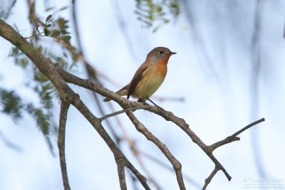Red breasted flycatcher TP_10171 - Version 2.jpg
