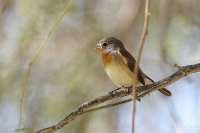 Red breasted flycatcher TP_10207 - Version 2.jpg