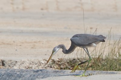 Reef egret TP_10040 - Version 2.jpg