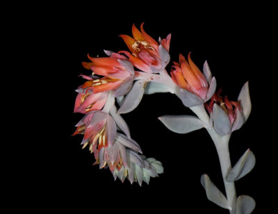 Echeveria  Flower