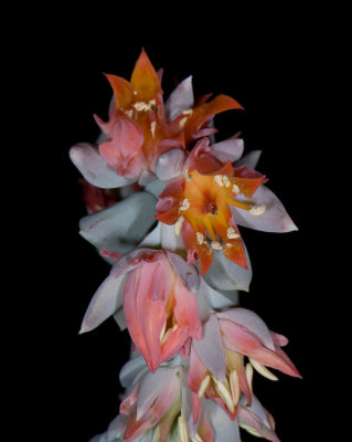 Echeveria Flower 