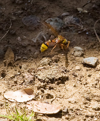 Wasp - Collecting