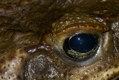 Eye of Toad