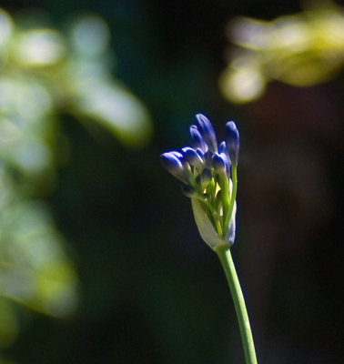 Agapanthus