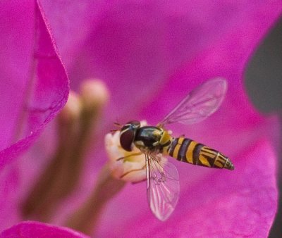 Hoverfly