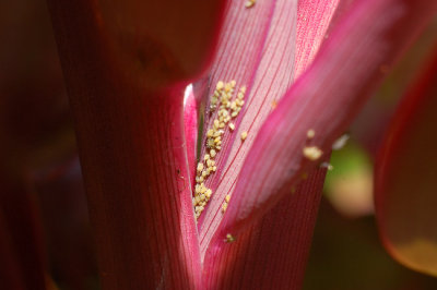Aphids on Red Ti