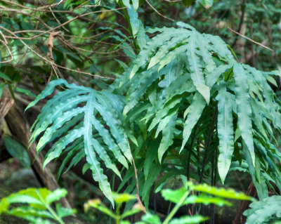 Blue Fern