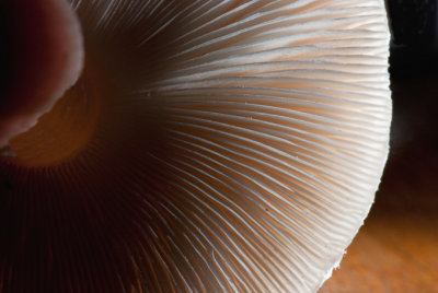 Mushroom Slice