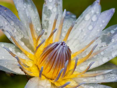 Rainy Day Waterlily