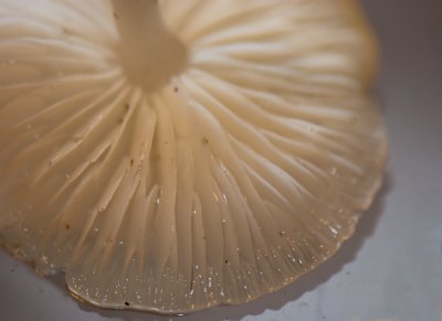 Soggy Mushroom