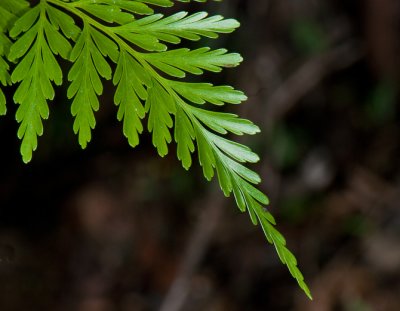 Rabbit-Foot Fern