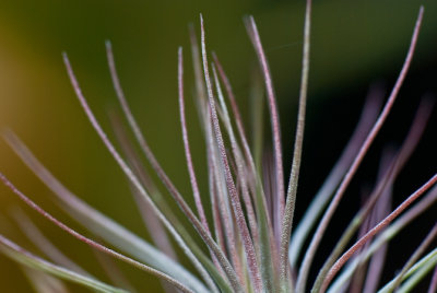 Tillandsia