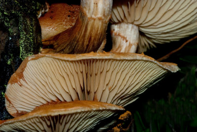 g1/31/702631/3/106651470.MB6vhrxn.jpg