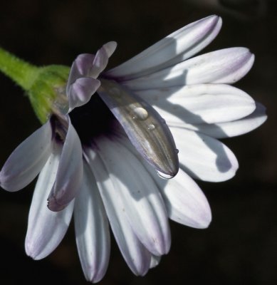 Osteospermum