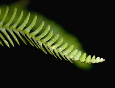 Fern on Fern