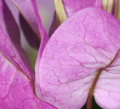 Bougainvillea Petals