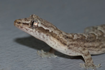 Gecko Pose