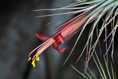 Tillandsia Flower