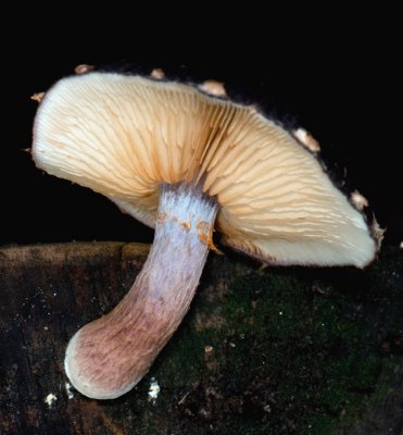 Mushroom on Ohia Log