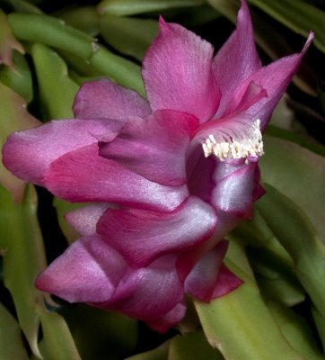 Christmas Cactus in February