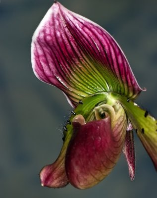 Paphiopedilum  Orchid