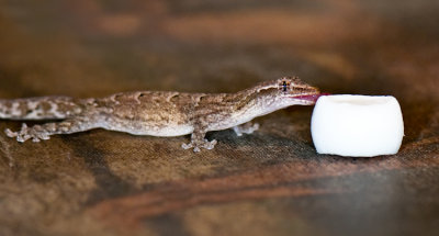 Mint Gecko