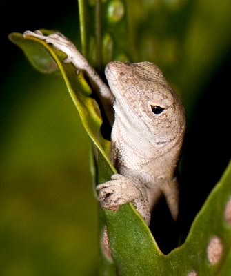 Anole - Perched