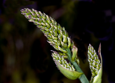 Dracaena Flower Buds
