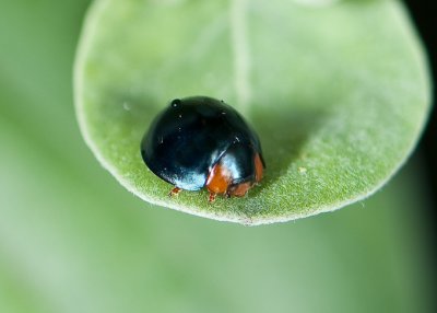 Dark Blue Ladybug