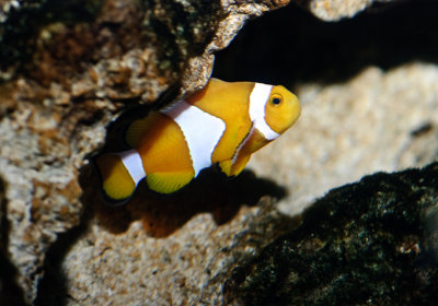 Percula Clownfish