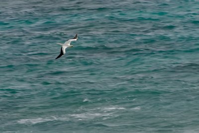 Red-Footed Booby