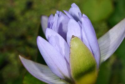 Spring Waterlily