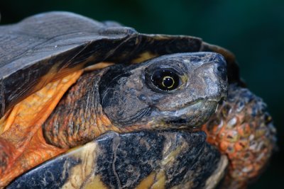 North American Wood Turtle