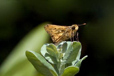 Lantana butterfly