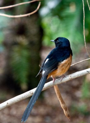 Shama Thrush - Copsychus malabaricus