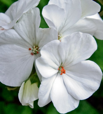 Geranium