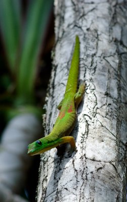 Day Gecko - The Pose