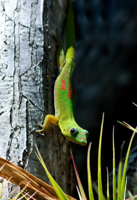Day Gecko- Basking
