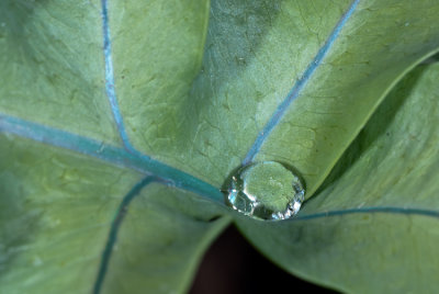 Blue Fern  Drop