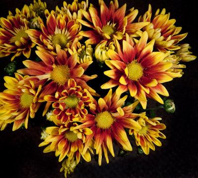 Chrysanthemum